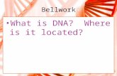 Bellwork What is DNA? Where is it located?. Discovery of DNA.