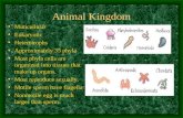 Animal Kingdom Muticellular Eukaryotic Heterotrophs Approximately 35 phyla Most phyla cells are organized into tissues that make up organs. Most reproduce.