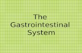 The Gastrointestinal System. It is made up of… Gall Bladder Stomach Small Intestine Large Intestine Rectum Anus Esophagus Liver Pancreas.