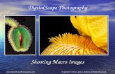 DigitalScape Photography Shooting Macro Images  © 2012 – John J. Holland, All Rights Reserved.