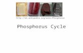 Phosphorus Cycle .