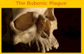 The Bubonic Plague What was the Bubonic Plague? plague caused by a bacterium (Yersinia pestis) and characterized especially by the formation of buboes.