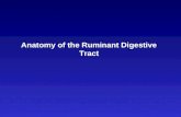 Anatomy of the Ruminant Digestive Tract. Taxonomy of Ruminants Subclass – Ungulata Order – Artiodactyla Suborders –Ruminantia Families –Tragulidae »Chevrotain,