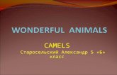 CAMELS Старосельский Александр 5 «Б» класс I want to tell about this interesting animal – a camel. A camel is a long-legged animal with a big body,