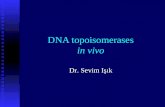 DNA topoisomerases in vivo Dr. Sevim Işık. What is Supercoiling? Positively supercoiled DNA is overwound Relaxed DNA has no supercoils 10.4 bp In addition.