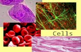 Cells. All living things are made up of one or more cells Cells are the basic units of life Unicellular organism Multicellular organism.