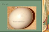 EGG. EGG STRUCTURE & COMPOSITION 1.Egg yolk 2.Albumen (white egg) 3.Shell membrane 4.Egg Shell.