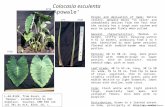 3718 3719 3720 Lisa Raymond Colocasia esculenta ‘Apowale’ L-68.0149, from Kauai, as `Haupuu’, reidentified by Don Anderson. Voucher: KMN 658 (24 Jul 70)