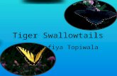 Tiger Swallowtails By Safiya Topiwala. Physical Description Their wingspan can be up to 4 to 8 inches. The males are yellow with black tiger stripes.