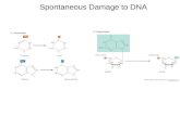 Spontaneous Damage to DNA. Examples of DNA Damage Induced by Radiation and Chemicals.