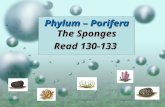 Phylum – Porifera The Sponges Read 130-133 The Sponges – Phylum Porifera.