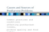 Causes and Sources of Postharvest Problems Common practices and conditions affecting postharvest losses, produce quality and food safety.