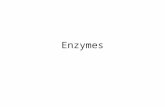 Enzymes. Are biological catalysts Catalysts are substances that that increase the speed of a chemical reaction by lowering the energy requirement Although.