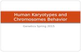Genetics Spring 2015 Human Karyotypes and Chromosomes Behavior.