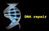 DNA repair. spontaneous vs. induced mutation gametic vs. somatic mutation lethal or conditional mutation Classification of the mutation.