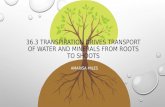 36.3 TRANSPIRATION DRIVES TRANSPORT OF WATER AND MINERALS FROM ROOTS TO SHOOTS AMARISA MILES.