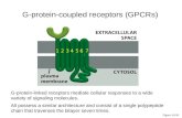 Figure 15-30 1234567 G-protein-coupled receptors (GPCRs) G-protein-linked receptors mediate cellular responses to a wide variety of signaling molecules.