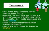 Teamwork The human body contains about 100 trillion cells. However, no one cell can carry out all the necessary bodily functions by itself. So, cells aggregate.