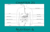 CHAPTER 21 Nutrition & Digestion Ingestion of Food Omnivore – ingests both plant & animals (humans) Herbivore – ingests only plants (cattle, deer, many.