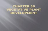 Plant Embryo Development Establishes a Basic Body Plan.