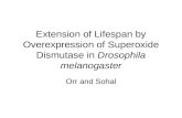 Extension of Lifespan by Overexpression of Superoxide Dismutase in Drosophila melanogaster Orr and Sohal.