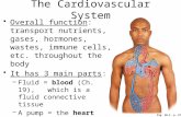 Fig. 20-1, p. 670 The Cardiovascular System Overall function: transport nutrients, gases, hormones, wastes, immune cells, etc. throughout the body It has.