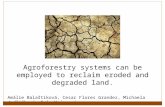 Agroforestry systems can be employed to reclaim eroded and degraded land. Amálie Balaštíková, Cesar Flores Grandez, Michaela Jedličková, Soňa Kajzrová.