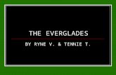 THE EVERGLADES BY RYNE V. & TENNIE T.. The Everglades The everglades are an open field covered with saw grass, trees, rivers, & wild life. The Everglades.