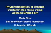 Phytoremediation of Arsenic Contaminated Soils Using Chinese Brake Fern Maria Silva Soil and Water Science Department University of Florida.