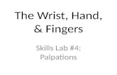 The Wrist, Hand, & Fingers Skills Lab #4: Palpations.