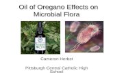 Oil of Oregano Effects on Microbial Flora Oil of Oregano Effects on Microbial Flora Cameron Herbst Pittsburgh Central Catholic High School.