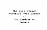 The Lisa Strawn Memorial Rose Garden at The Gardens on Havana.