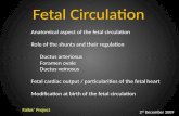 Fetal Circulation Fallot’ Project 2 sd December 2009 Anatomical aspect of the fetal circulation Role of the shunts and their regulation Ductus arteriosus.