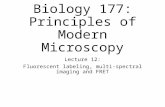 Biology 177: Principles of Modern Microscopy Lecture 12: Fluorescent labeling, multi-spectral imaging and FRET.