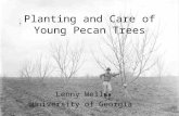 Planting and Care of Young Pecan Trees Lenny Wells University of Georgia.