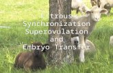 Estrous Synchronization A management technique that makes use of hormones to control or reschedule the estrous cycle A management technique that makes.