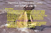 Digestive System I: Oral Cavity and Salivary glands Overview – A. The digestive system comprises the oral region and alimentary canal (esophagus, stomach,