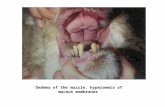 Oedema of the muzzle, hyperaemia of mucous membranes.
