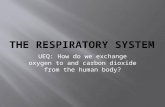 UEQ: How do we exchange oxygen to and carbon dioxide from the human body?