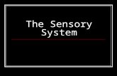 The Sensory System. Examining the sensory system provides information regarding the integrity of the Spinothalamic Tract, posterior columns of the spinal.