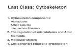 Last Class: Cytoskeleton 1. Cytoskeleton components: –Microtubules –Actin Filaments –Intermediate Filaments 2. The regulation of microtubules and Actin.
