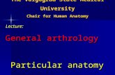 The Volgograd State Medical University Chair for Human Anatomy Lecture: General arthrology Particular anatomy of joints is delivered by: Dr. Elena Vladimirovna.