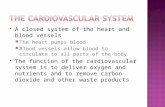 A closed system of the heart and blood vessels  The heart pumps blood  Blood vessels allow blood to circulate to all parts of the body  The function.