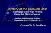 Mystery of the Crooked Cell: Investigate Sickle Cell Anemia Using Gel Electrophoresis Module developed at Boston University School of Medicine Presented.