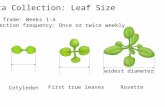 Data Collection: Leaf Size Cotyledon First true leavesRosette widest diameter Time frame: Weeks 1-4 Collection frequency: Once or twice weekly.