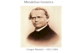 Gregor Mendel – 1822-1884 Mendelian Genetics. Asexual Reproduction Bacteria can reproduce as often as every 12 minutes – and may go through 120 generations.