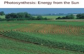 Photosynthesis: Energy from the Sun. Identifying Photosynthetic Reactants and Products  Reactants needed for photosynthesis:  H 2 O, & CO 2,  Products.