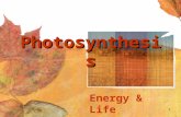 1 Photosynthesis Energy & Life. 2 Autotrophs Autotrophs include organisms that make their own foodAutotrophs include organisms that make their own food.