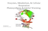 Enzymes, Metabolism, & Cellular Respiration Photosynthesis & Global Warming  sites.thefullwiki.org/09/3/7/8/8767797305 6056732.png.