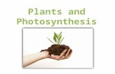 How do plants make their own food? Plants make their food from carbon dioxide and water in a chemical reaction called... photosynthesis. The food made.
